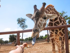 Safari
