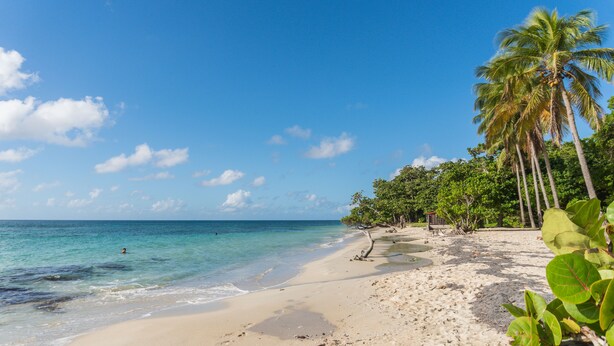 Uma praia com águas cristalinas turquesa, areal arenoso e palmeiras.