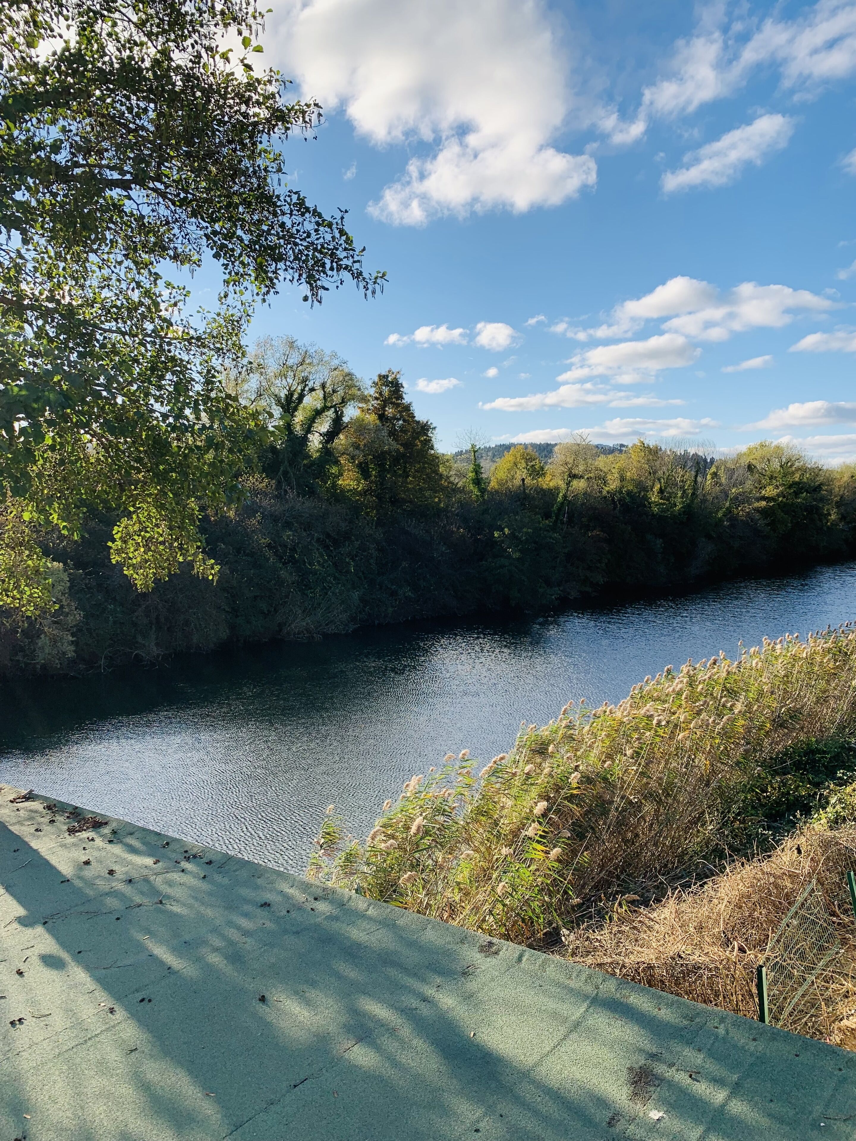 Een rivier met een betonnen voetpad ernaast, omgeven door bomen en begroeiing.