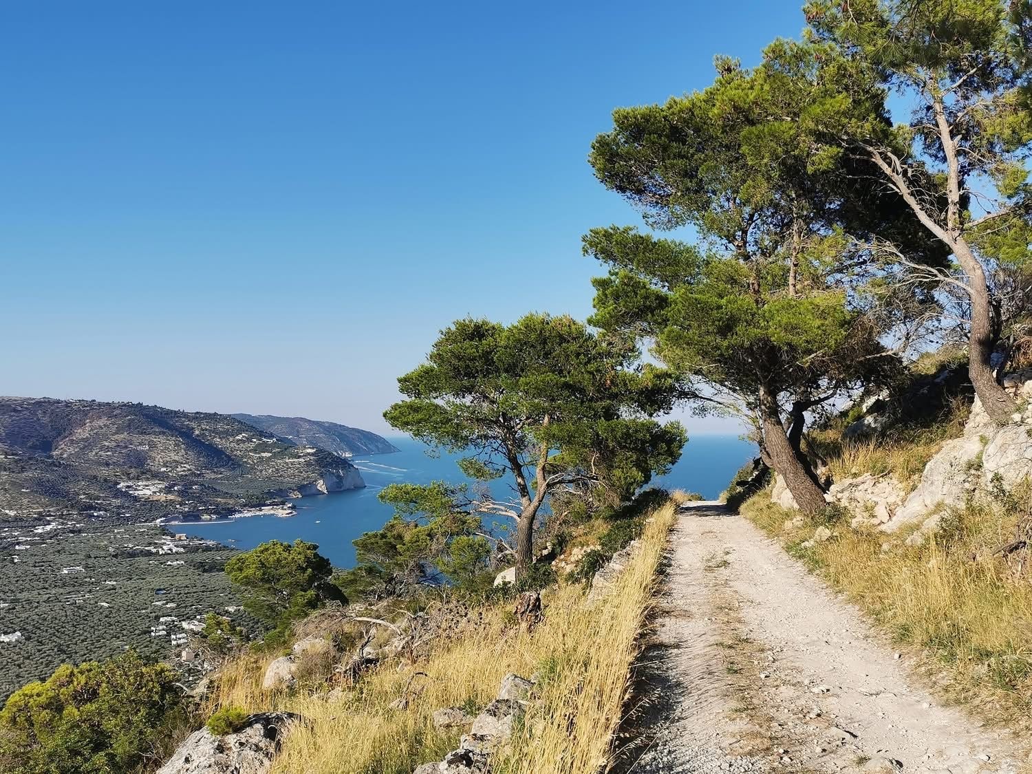 Un sentier de terre mène à une zone côtière bordée de pins et offrant une vue sur la mer.