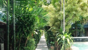 A pathway lined with lush greenery and a pool on the right. - Evergreen Resort (Koh Samui)