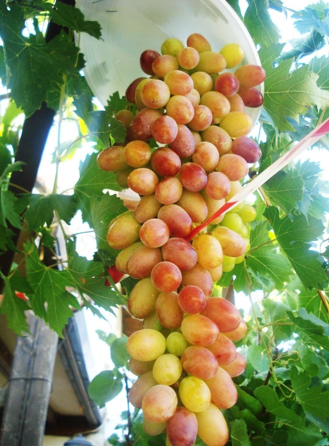 A bunch of grapes hanging from a vine, with a white bowl nearby.