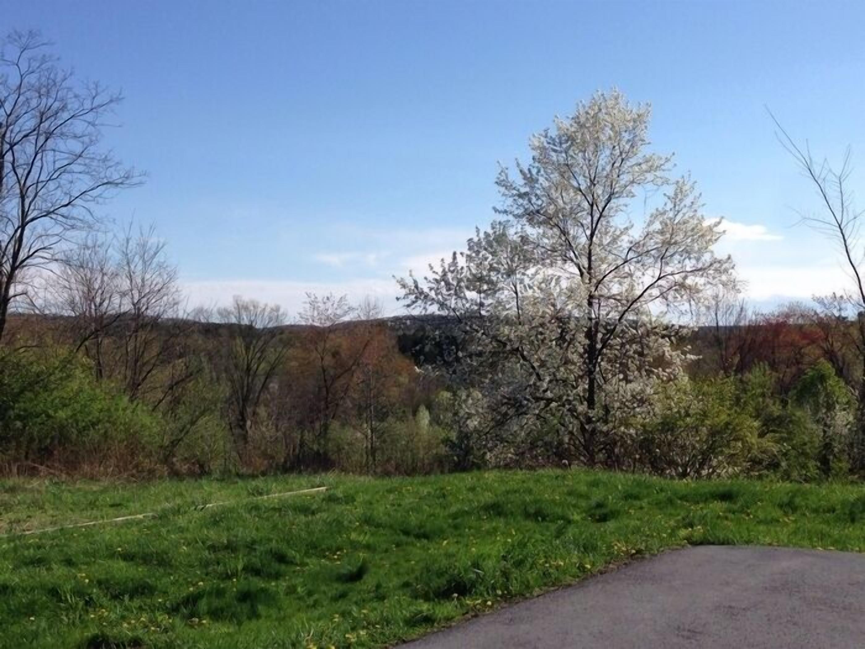 A rural landscape with a grassy field, a dirt path, and a variety of trees, including some with white blossoms.