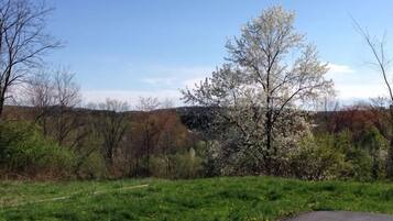A rural landscape with a grassy field, a dirt path, and a variety of trees, including some with white blossoms.