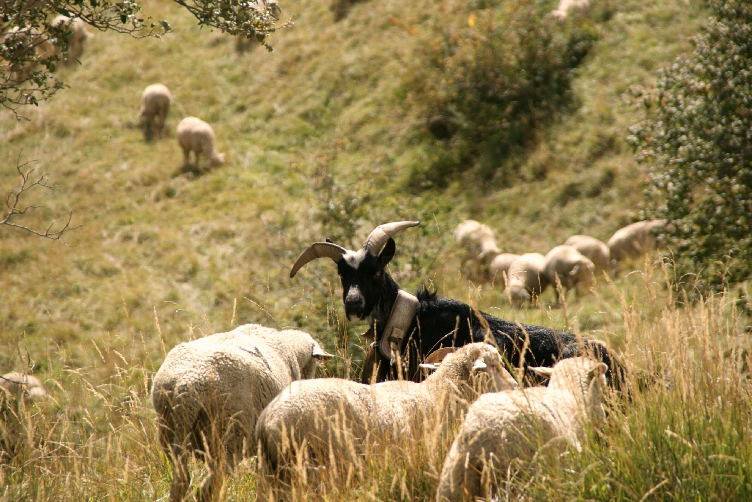 Paisaje rural con cabras y ovejas pastando.