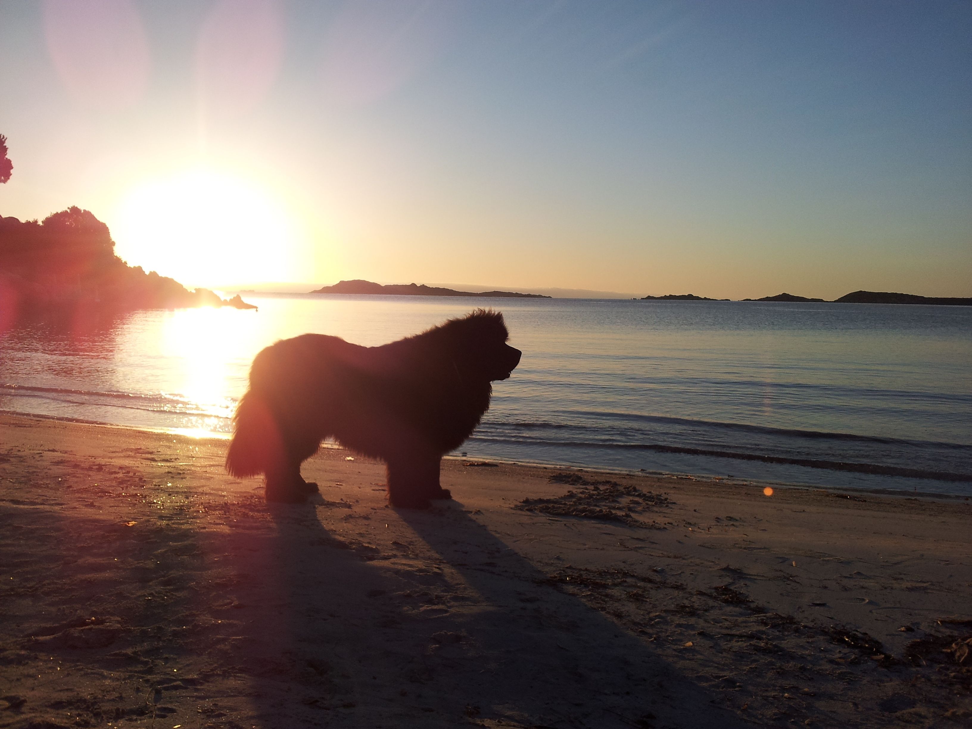 A dog silhouette on a beach at sunset.
