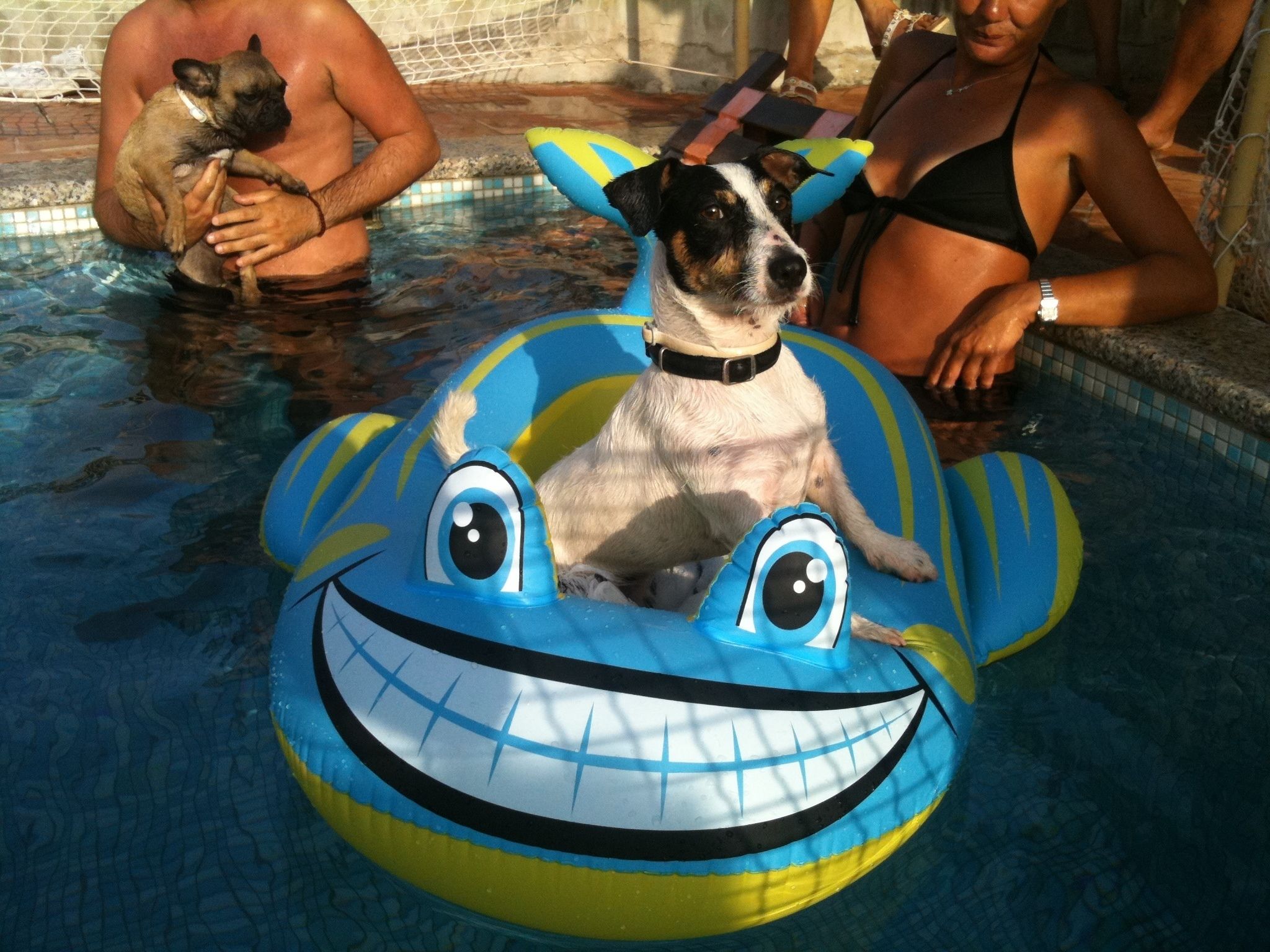 A dog in a pool with a blue inflatable toy.
