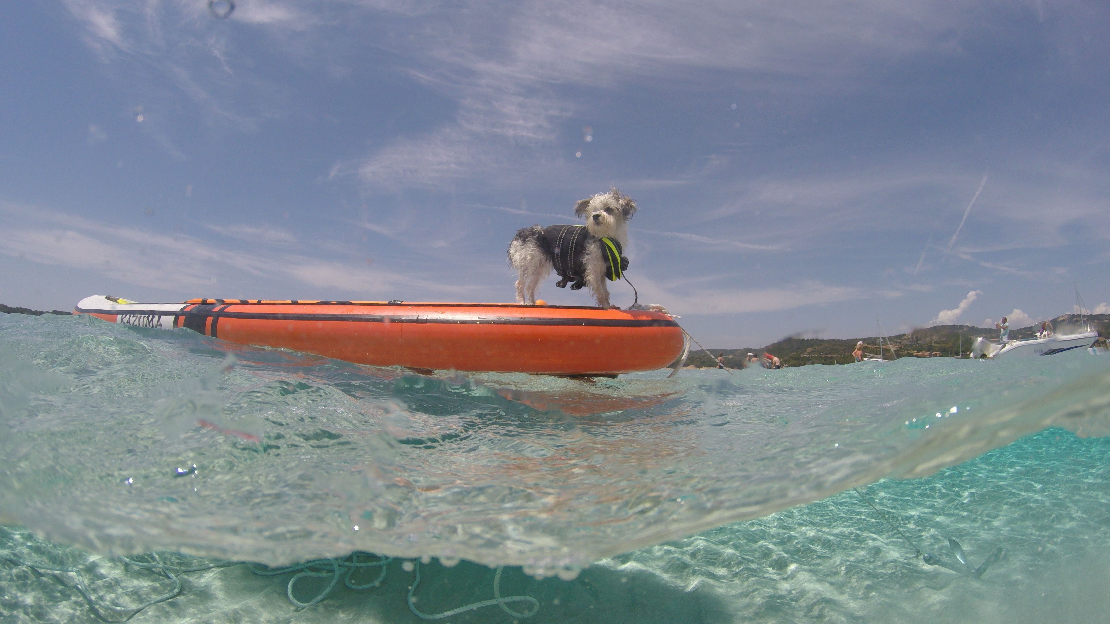 Un perro de pie sobre un bote en aguas claras.