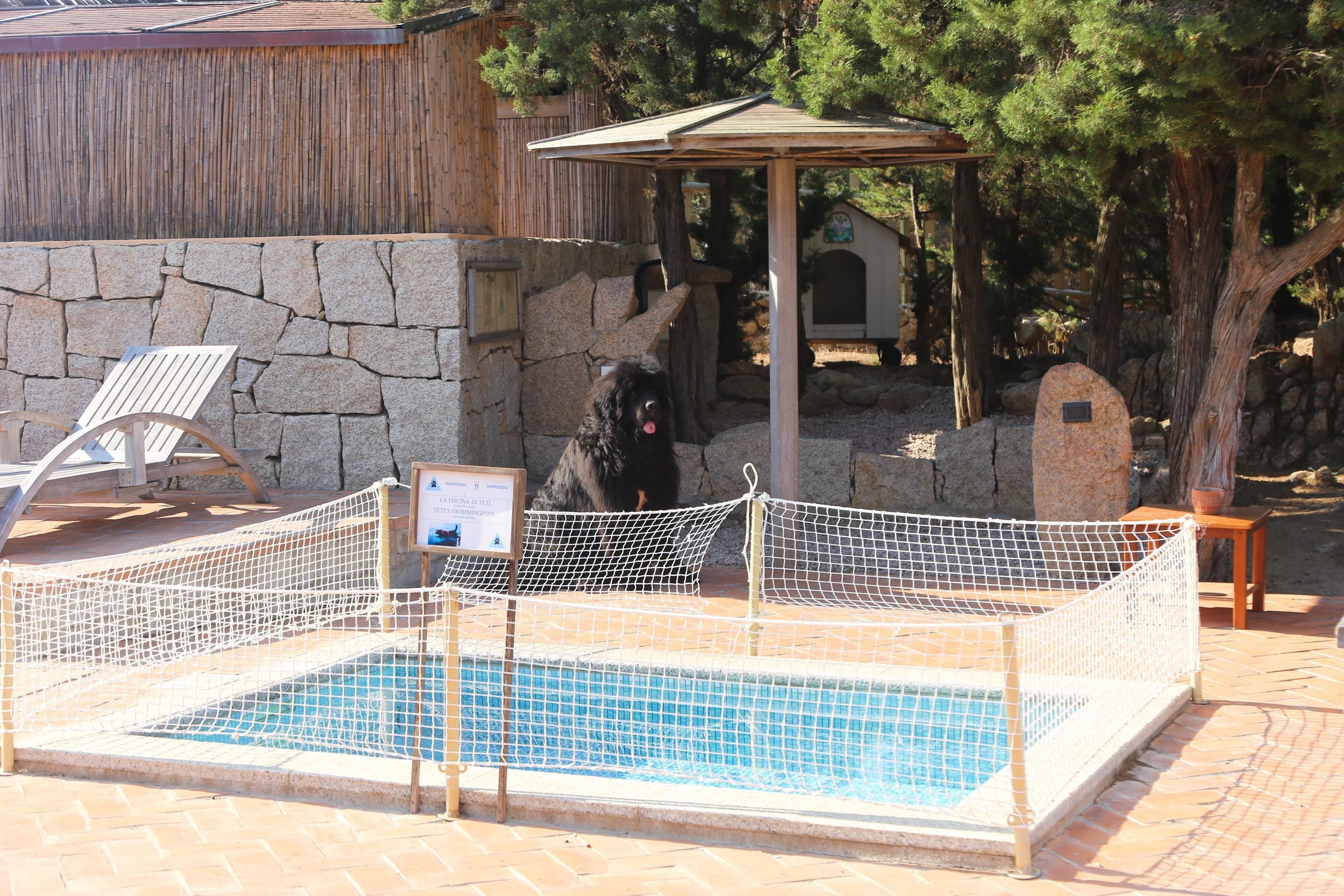 A pool area with a stone wall, a wooden pergola, and a dog enclosure.