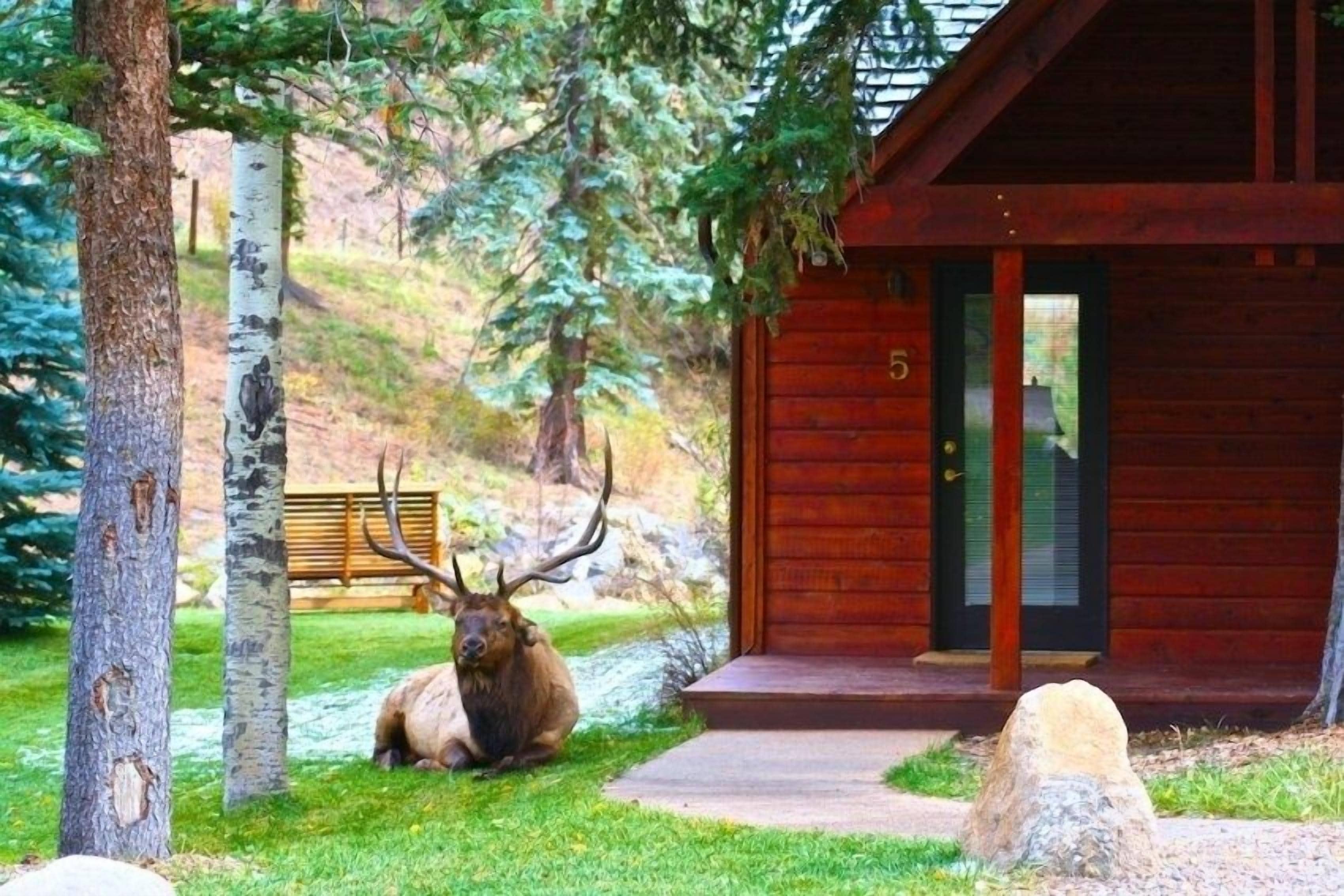 A cabin with a number 5 sign, surrounded by trees and a large elk.