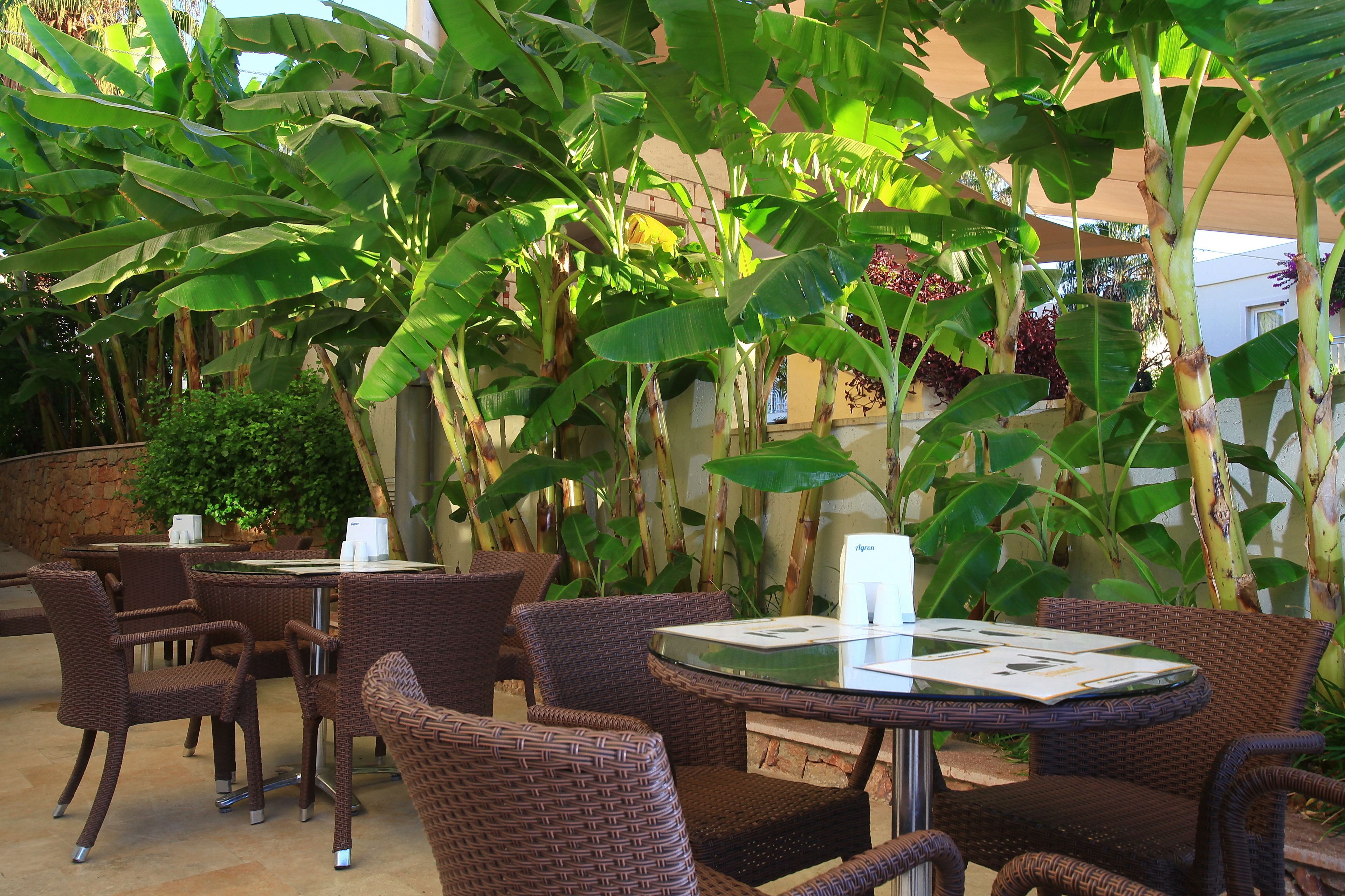 An outdoor seating area with wicker chairs and tables, surrounded by large banana plants and other greenery.