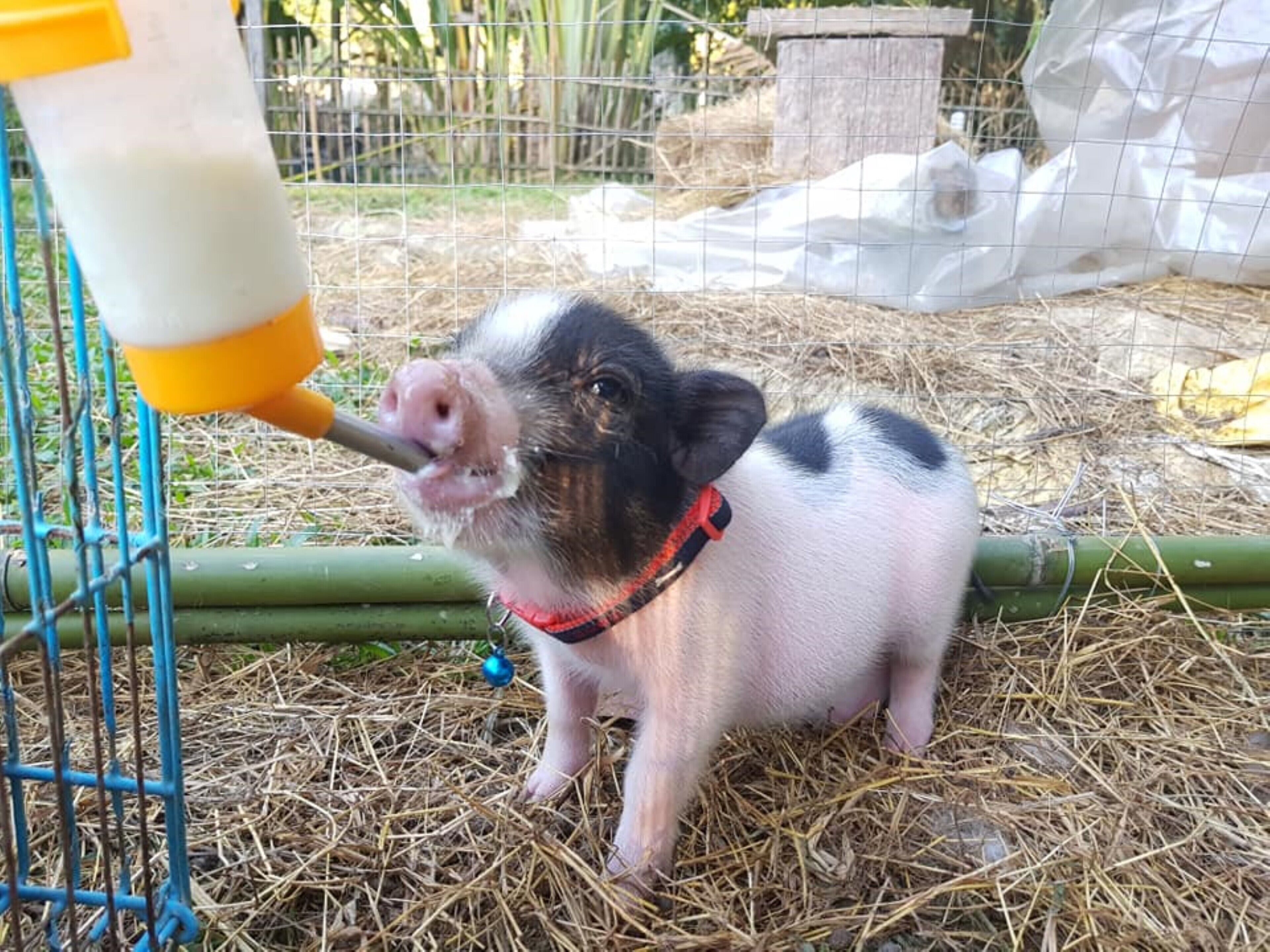 Ein Schwein in einem Stall mit Stroh und einem blauen Zaun.