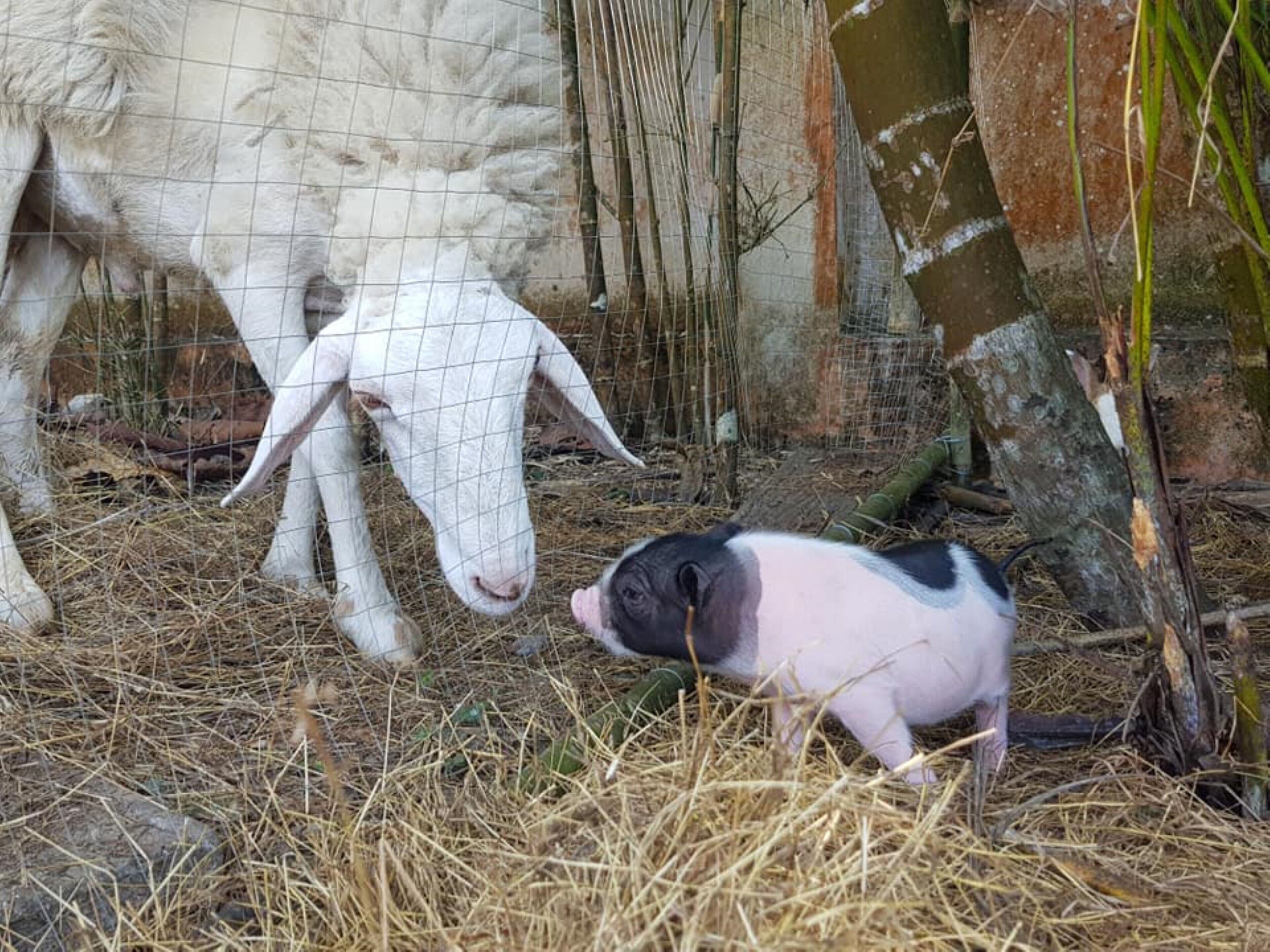 A white goat and a piglet in a pen with straw bedding and a wire fence.