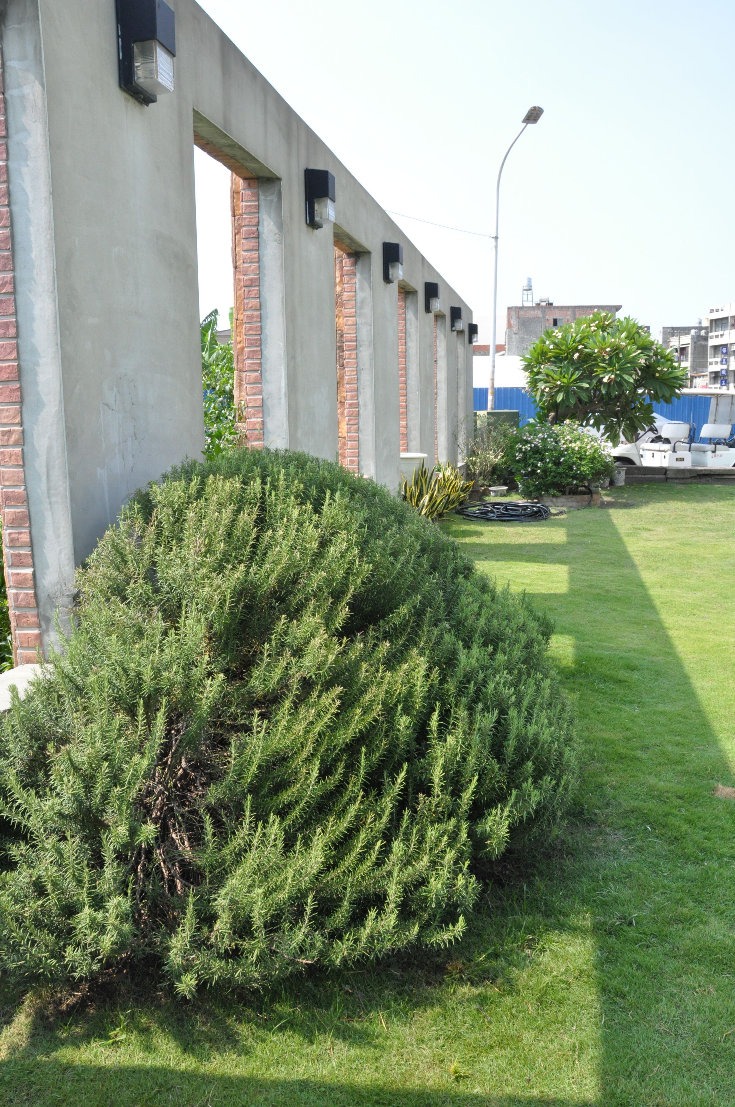 A well-maintained garden with a large coniferous shrub, a concrete structure with brick columns, and a street lamp.