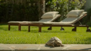 A turtle on a stone ledge in a grassy area with two sun loungers in the background. - Relais la Corte di Cloris (Florence)