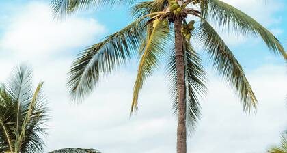 Hard Rock Hotel Vallarta - All Inclusive