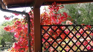 A wooden pergola with a lattice design, surrounded by vibrant pink flowers. - King's Hotel (Golfo Aranci)