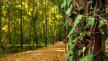A forest path with a tree covered in ivy.