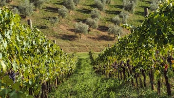 Viñedo con hileras de vid y un cerro cubierto de hierba al fondo.