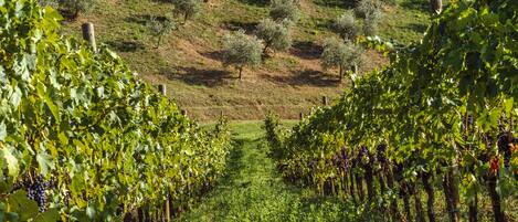 A vineyard with rows of grapevines and a grassy hillside in the background.