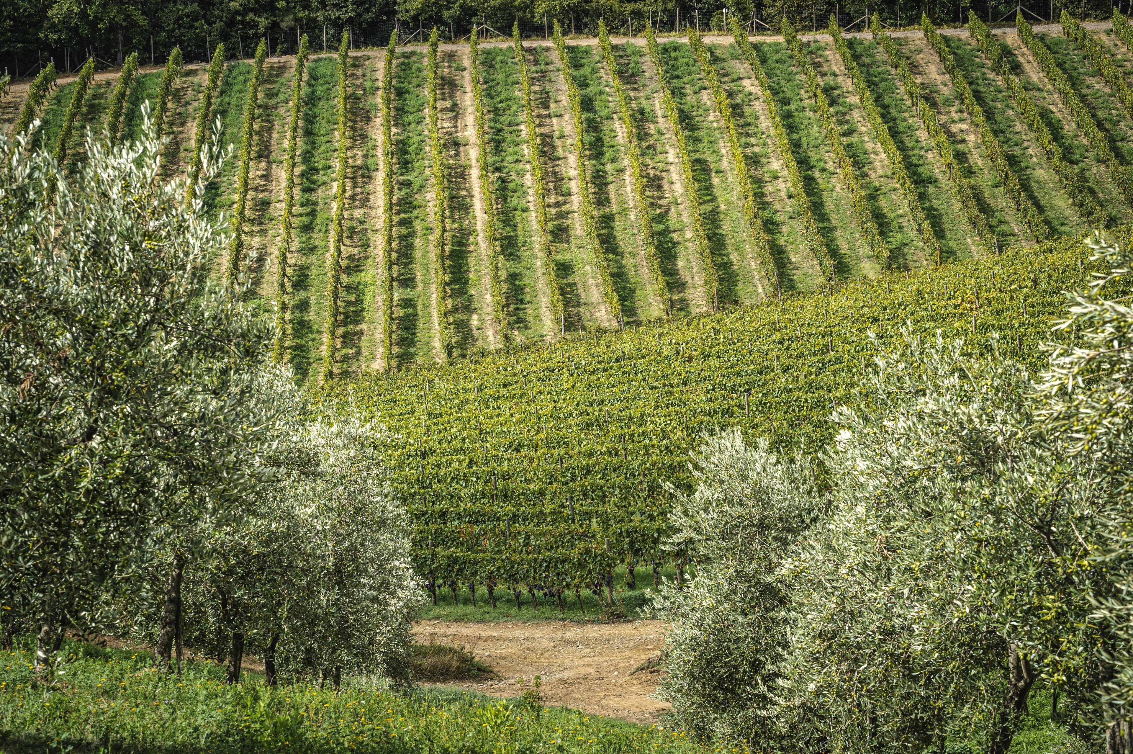 A vineyard with rows of grapevines and trees in the foreground.
