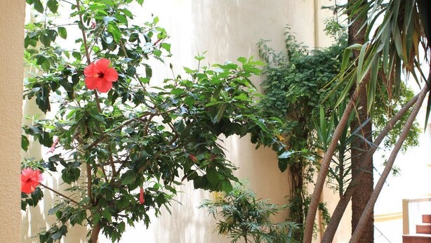 A courtyard with a climbing plant, a red flower, and a palm tree. - Hotel El Coloso (Jerez de la Frontera)