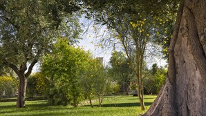 Un parque con varios árboles y un tronco de árbol grande.