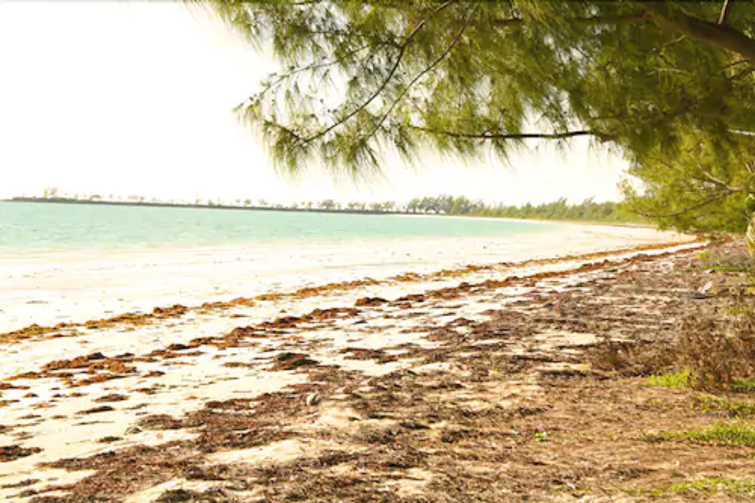 A beach with a sandy shore and sparse vegetation.