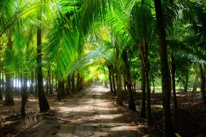 A pathway lined with tall palm trees, leading through a dense forest. - La Palapa Eco Lodge Resort (Savegre)