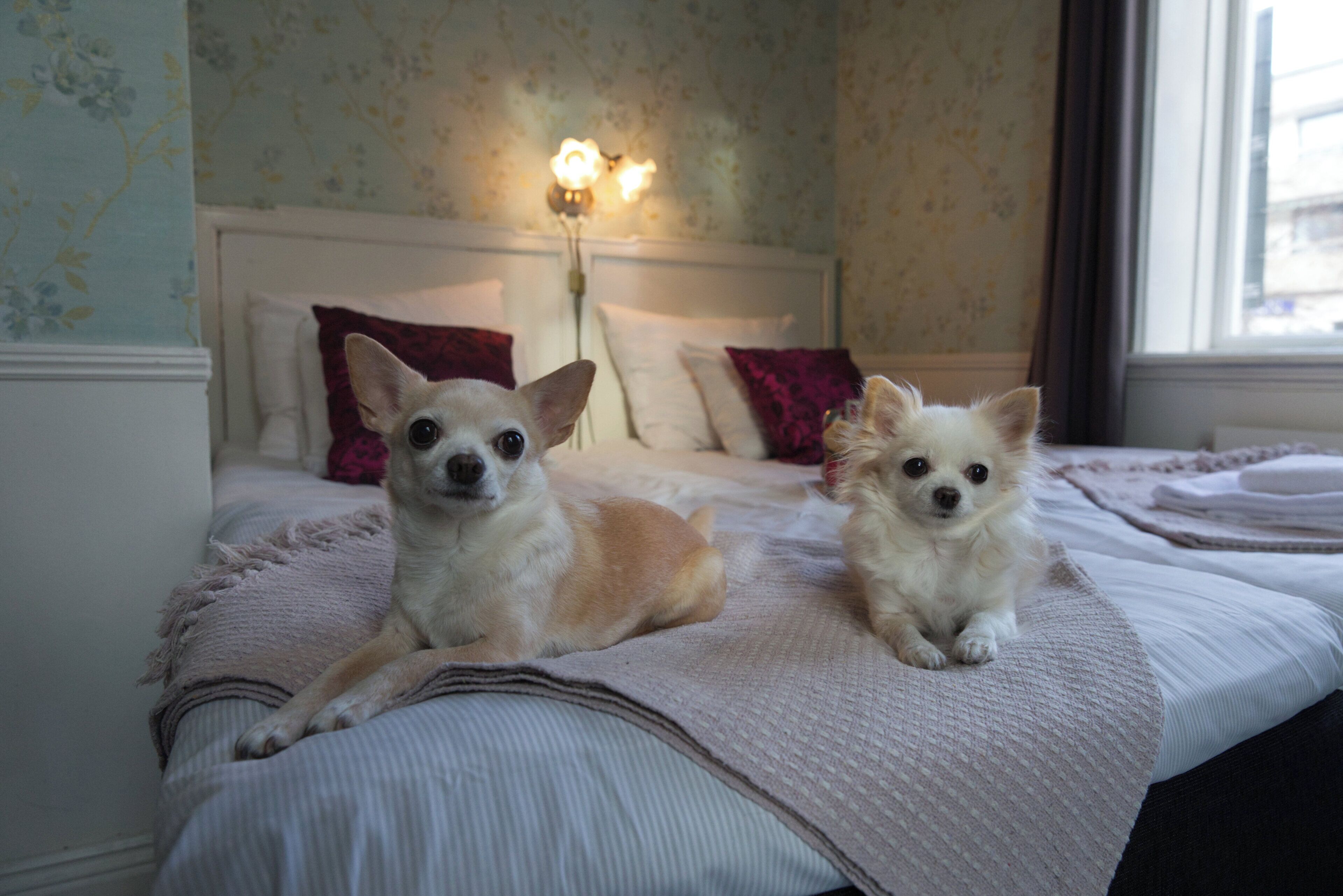 Two dogs on a bed with a headboard, a lamp, and floral wallpaper.