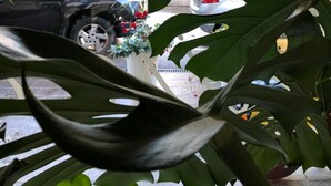 A parking area with a car and a potted plant. - Villa Regina (Riva del Garda)