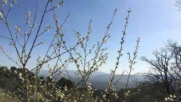 A landscape with trees bearing fluffy catkins against a clear blue sky.