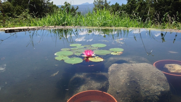 Ein Teich mit einer rosa Seerose und Seerosenblättern, umgeben von Steinen und Grünpflanzen.