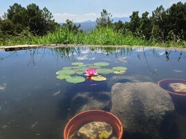Un estanque con un nenúfar rosa y hojas de lirio, rodeado de rocas y follaje.