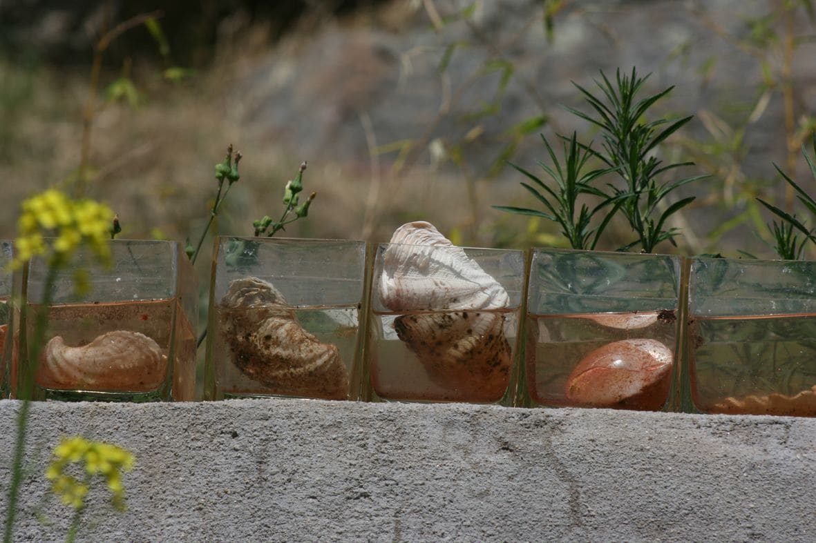 A row of glass containers with shells.