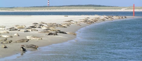 Vlak bij het strand