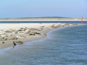 Beach nearby - Sier aan Zee (Hollum)