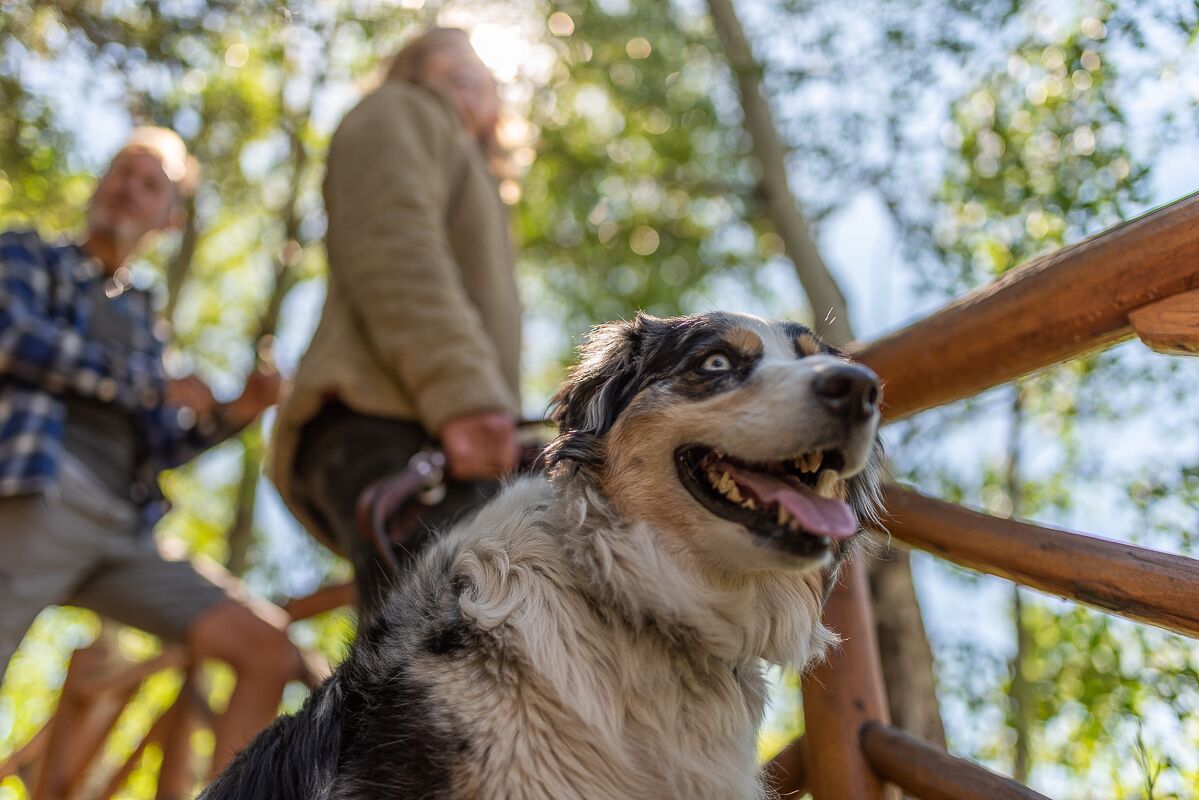A dog on a wooden fence with people in the background.