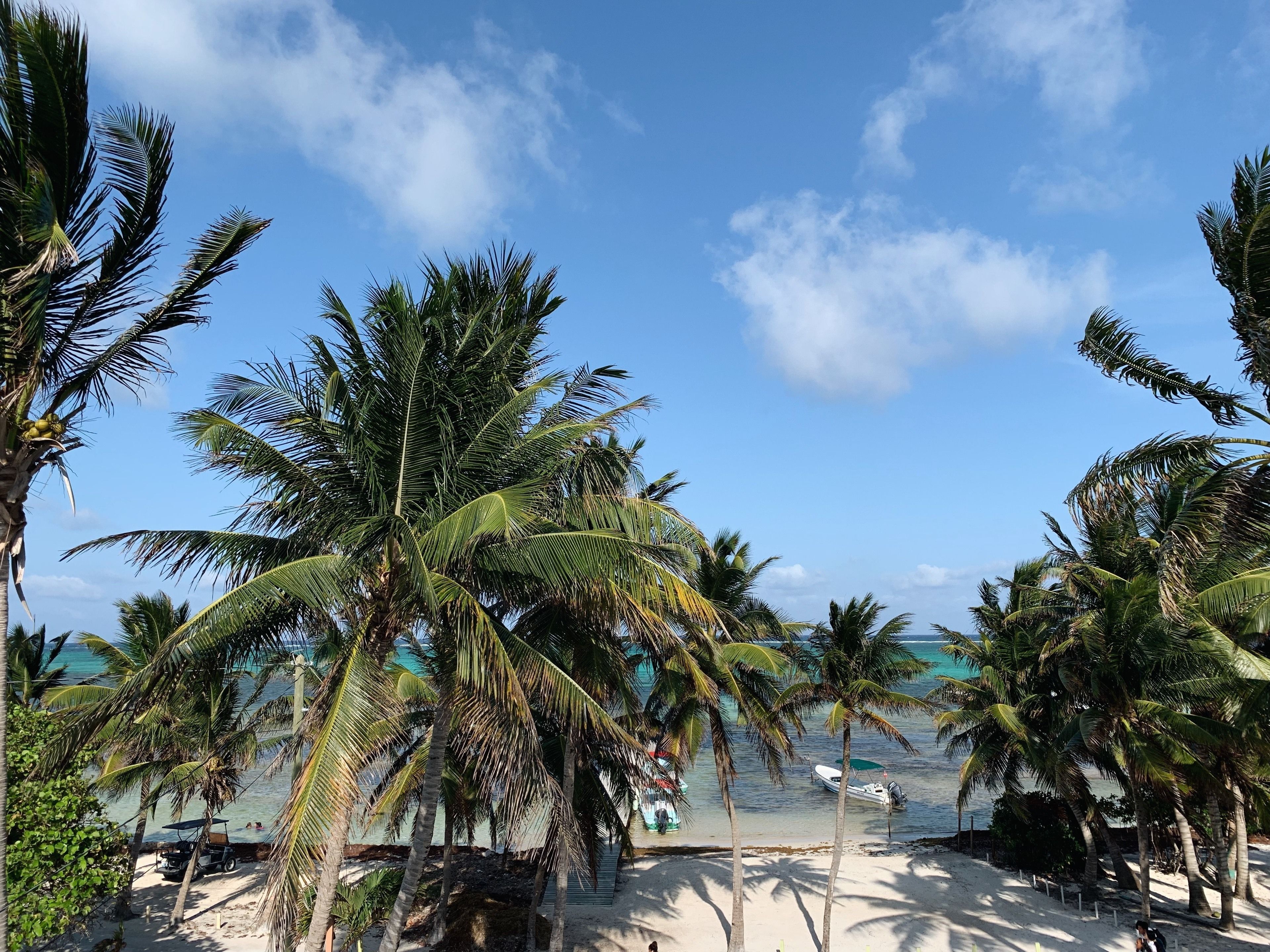 A beach with palm trees and a clear sky.