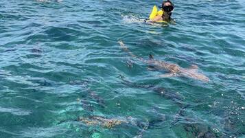 A group of people snorkeling in clear blue water.