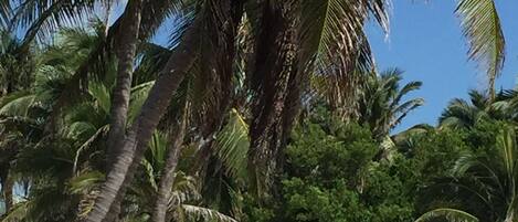 A beach with palm trees and a person walking.