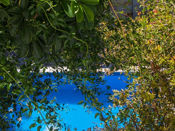 Una piscina rodeada de abundante follaje.