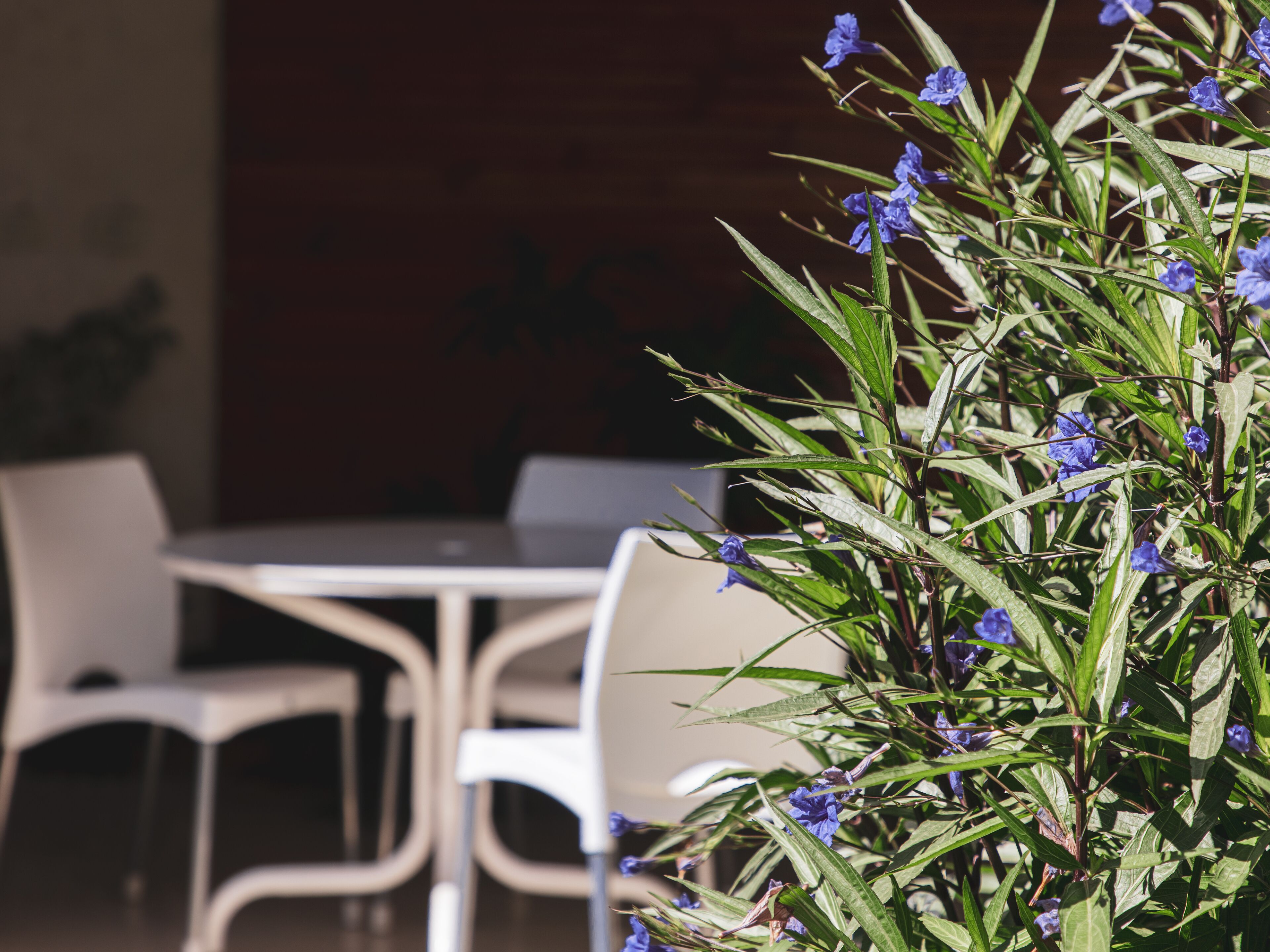 Een tafel en stoelen in een buitenzitgedeelte, met een plant op de voorgrond.