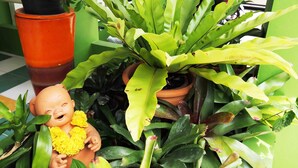 A potted plant with a doll in a terracotta pot.