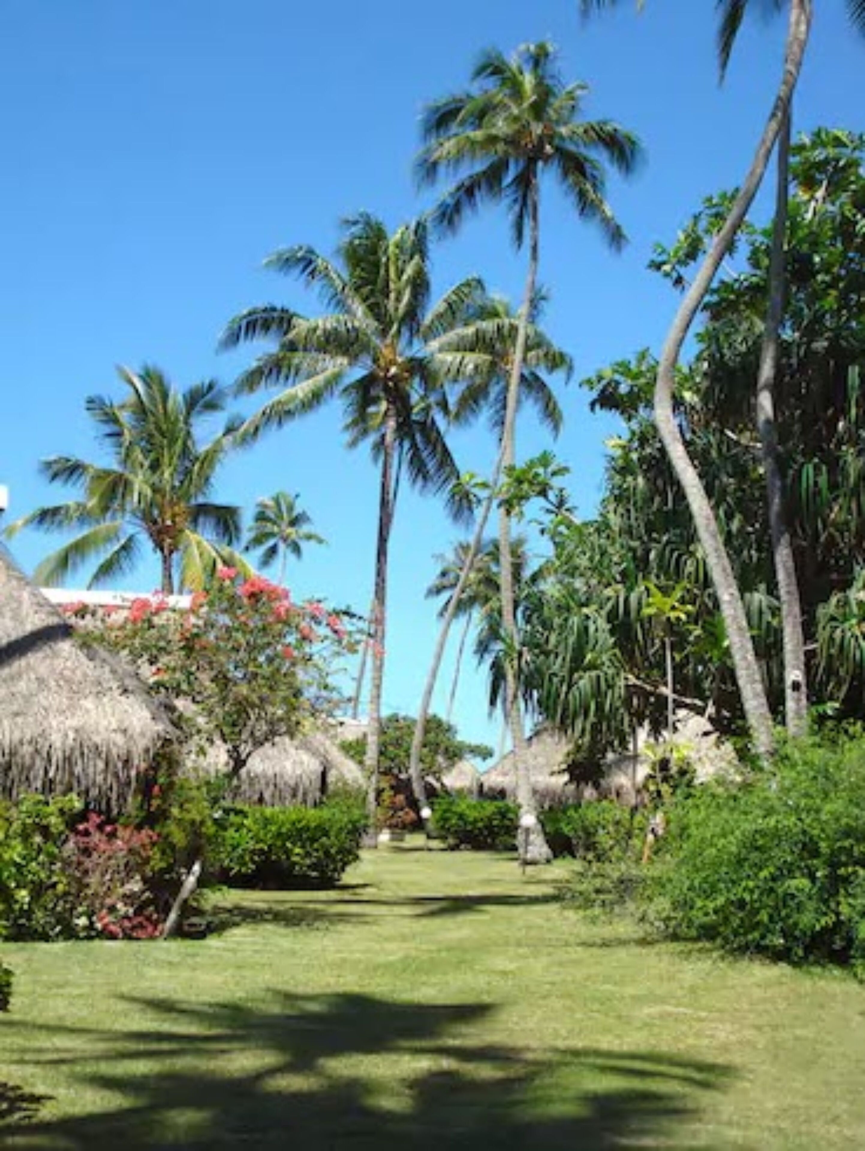 A tropical garden with palm trees and thatched-roof structures.