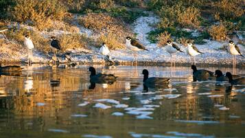 A group of birds and ducks by a body of water with reflections, surrounded by vegetation.