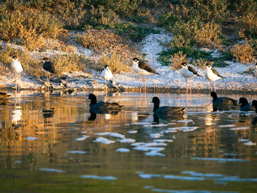 A group of birds and ducks by a body of water with reflections, surrounded by vegetation.