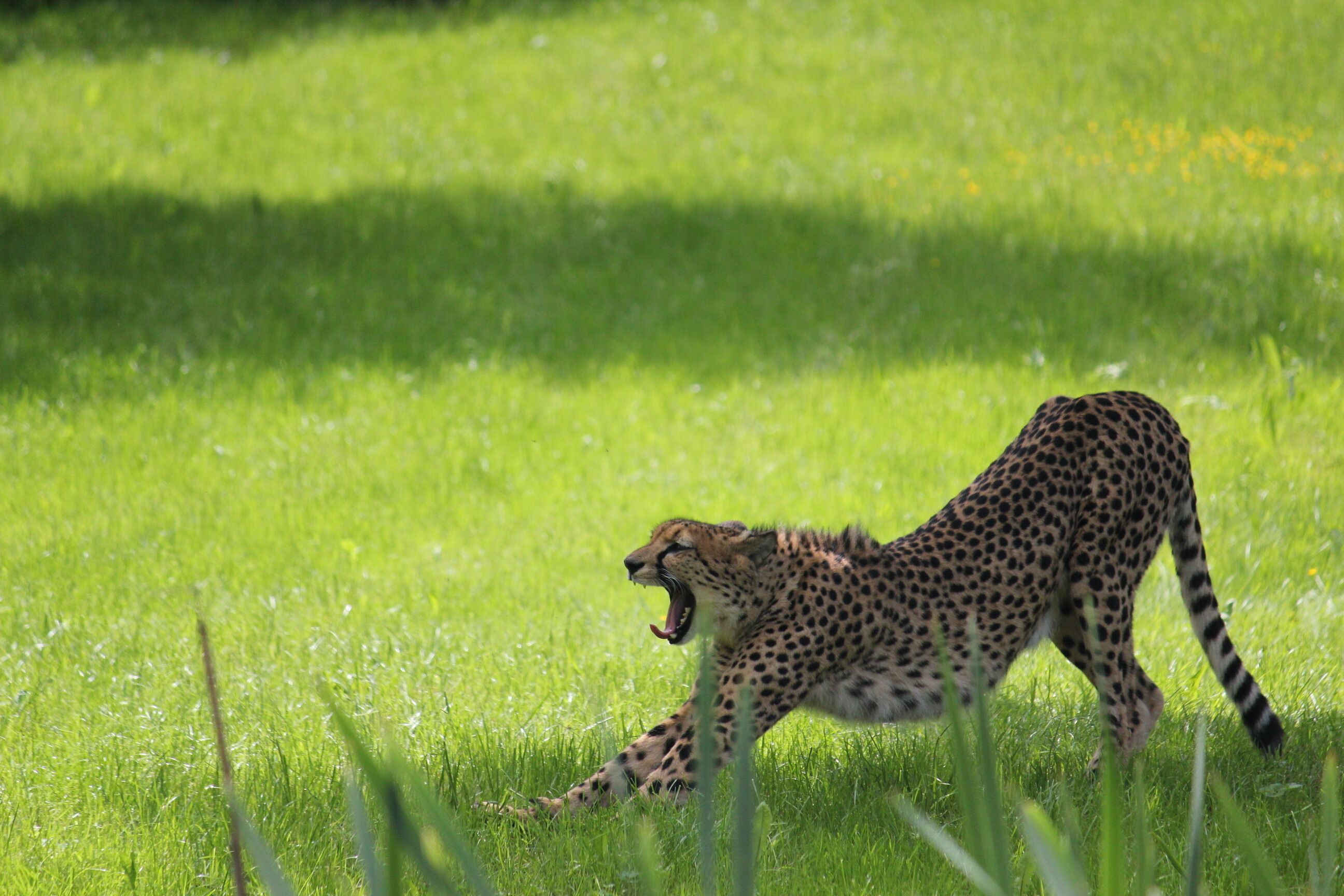 A cheetah in a grassy field.