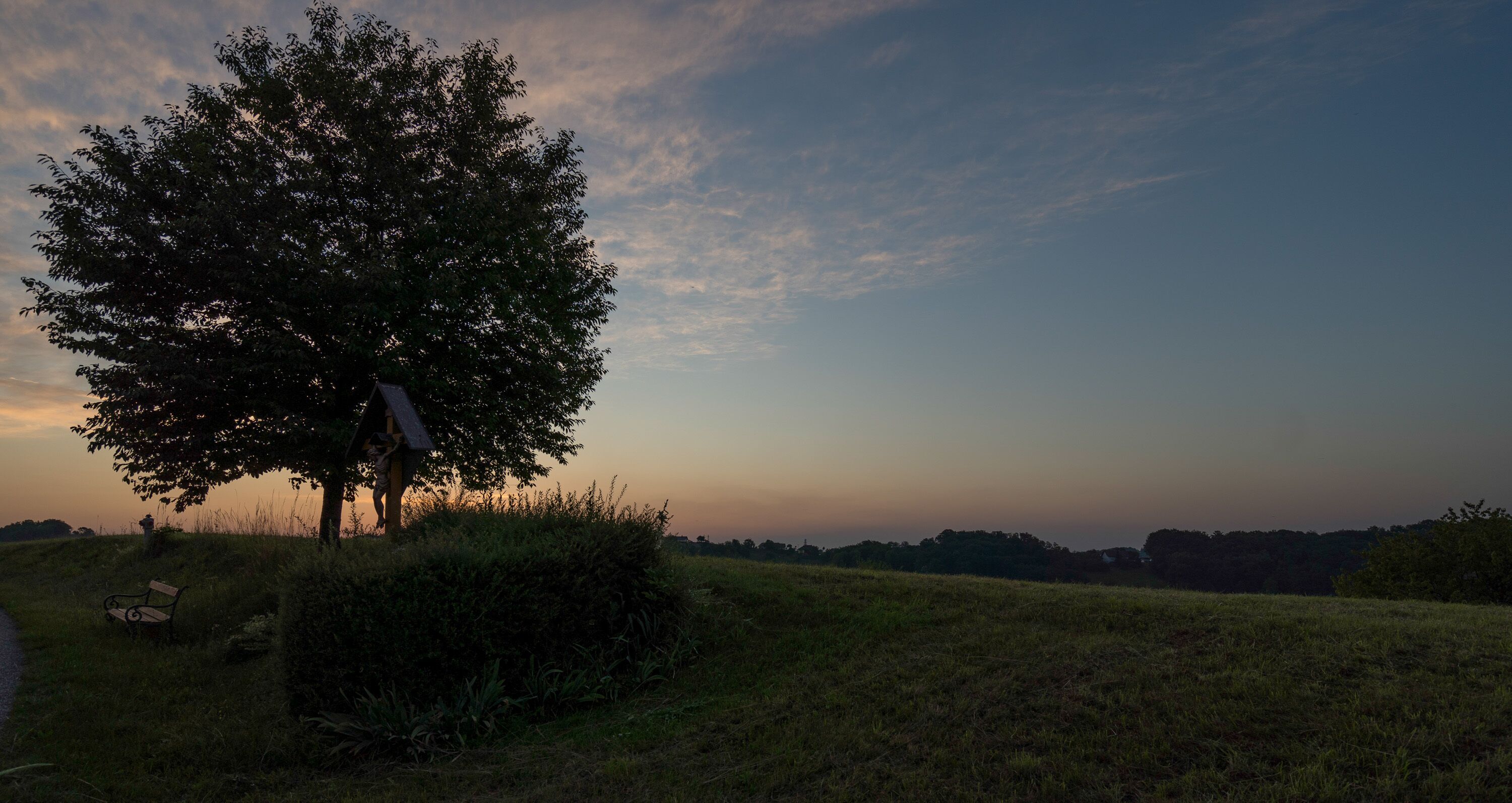 A tree in a grassy field with a bench and a signpost.
