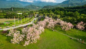 A park with cherry blossom trees, a paved walkway, and distant mountains.